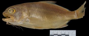 Media type: image;   Ichthyology 21812 Aspect: lateral